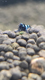 Shadow Panda Shrimp-Black King Kong Blue Body  plus for DOA