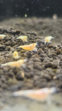 Golden Bee Shrimp PLUS FOR DOA