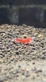 Freshwater Super Red - Stripes (PACK OF 5+1 FOR DOA EXTRA)