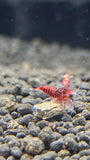 Freshwater Super Red - Stripes (PACK OF 5+1 FOR DOA EXTRA)