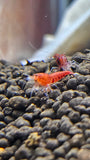 Freshwater Super Red - Stripes (PACK OF 5+1 FOR DOA EXTRA)