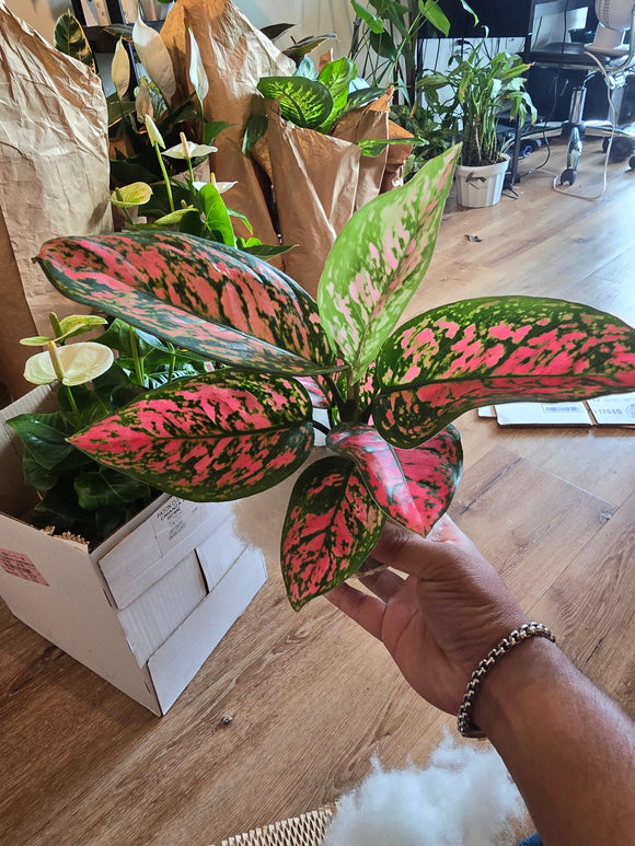 4 inch Pot - Pink Plant Live Aglaonema - Get similar to the picture - Bulk Discount!