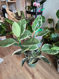 8" Pot - XL size Ficus elastica "Tineke" Variegated Rubber Tree - Get one similar to picture