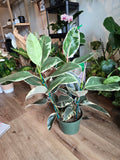 8" Pot - XL size Ficus elastica "Tineke" Variegated Rubber Tree - Get one similar to picture