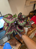 6 inch pot - Raspberry Beret, Begonia Rex, Painted-Leaf Winter Begonia  Easy Care- Get Similar