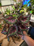 6 inch pot - Raspberry Beret, Begonia Rex, Painted-Leaf Winter Begonia  Easy Care- Get Similar