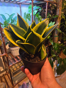 4 inch Pot -  Sansevieria trifasciata 'Hahnii Black Gold', Snake Plant, Live House Plant- Air Purifier- Feet Tall- Exact Plant  Oct 4, 2024