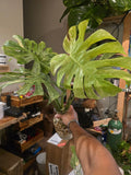 (UG-14)Root in moss 4+ leaves- Monstera Delisiosa 'Platinum'  Variegated Rare Plant- Get Similar to the picture