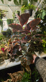 6 inch Pot - Ficus elastica "Red Ruby" Variegated Rubber Tree