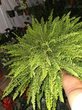 6" pot- XL Fern Nephrolepis obliterata (Kimberly Queen Fern)Live Plant #012