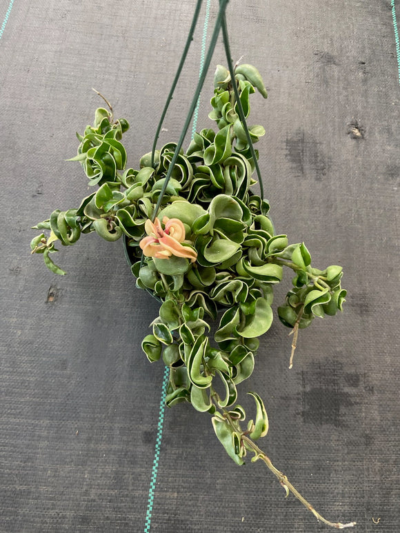 6 inch pot - Variegated Hoya Compacta aka Hoya Hindu Rope in Hanging Pot Live Hoya Plant Air-Purifying Plant Hoya Compacta - Get similar as picture