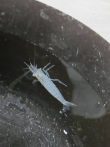 White Amano shrimp