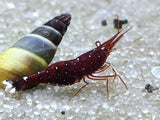 Cardinal white spot Sulawesi Shrimp