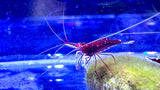 Cardinal white spot Sulawesi Shrimp