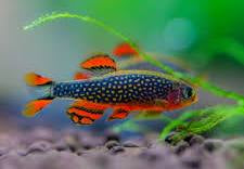 Galaxy Rasbora X3