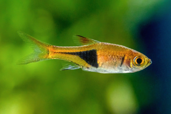 Harlequin Rasbora X3