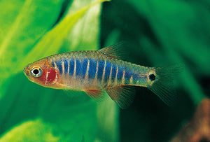 Dwarf Emerald Rasbora X3