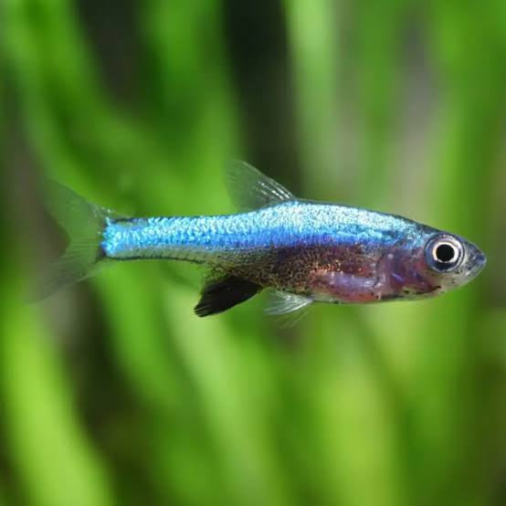 Sundadanio Rasbora X3