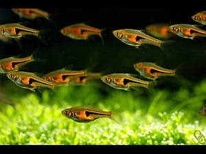 Hengli Rasbora X3