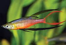 Threadfin Rainbowfish X3