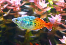 Boesmani Rainbowfish X3