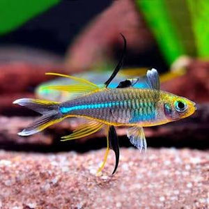 Celebes Rainbowfish X3