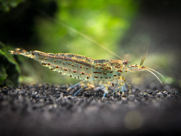 Large Amano Shrimp