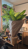 10 Inch Pot- Giant XL 3.5-4 ft. tall Dieffenbachia Dumb Cane Indoor Plant Air Purifier Beautiful decor - Get similar to the picfure