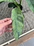 (UG-17)Root in moss 5+ leaves Epipremnum Giganteum Marble Variegated Rare Plant- Get Similar