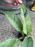 (UG-17)Root in moss 5+ leaves Epipremnum Giganteum Marble Variegated Rare Plant- Get Similar