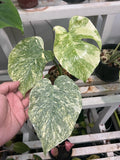 (UG-13)Root in moss 3-4 leaves- Monstera Delisiosa 'Legacy' Variegated Rare Plant- Get Similar to the picture