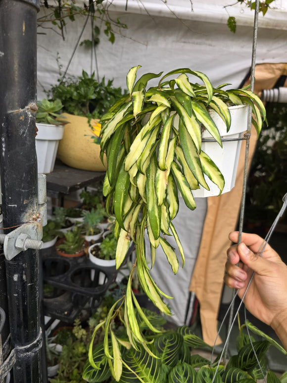 Hoya Huayetti 6 inch pot