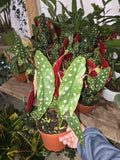 6 inch Pot- Polka Dot Begonia, Begonia Maculata Wightii 1-1.5 ft. Tall indoor plant Easy care- Get similar to picture