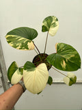 Rooted in moss - Homalomena Variegated plant indoor air Purifier - Get similar to the picture 5-6+ leaves