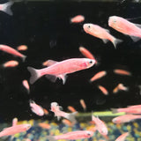 Danio Pink X5