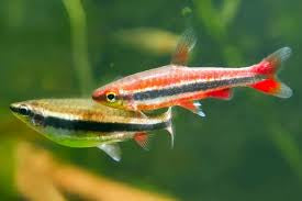 Golden pencil Tetra. X5