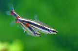 Golden pencil Tetra. X5