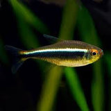 Neon Black Tetra X5