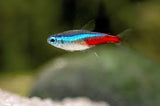 Neon Tetra X5