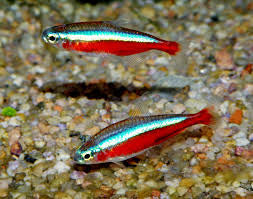 Cardinal Tetra X5