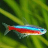 Cardinal Tetra X5