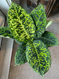 6 inch Pot - 2 ft. Tall  Dieffenbachia Reflector indoor and outdoor easy care Air Purifier - Get similar to the picture