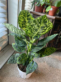 6 inch Pot - 2 ft. Tall  Dieffenbachia Reflector indoor and outdoor easy care Air Purifier - Get similar to the picture