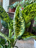 6 inch Pot - 2 ft. Tall  Dieffenbachia Reflector indoor and outdoor easy care Air Purifier - Get similar to the picture