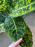 6 inch Pot - 2 ft. Tall  Dieffenbachia Reflector indoor and outdoor easy care Air Purifier - Get similar to the picture