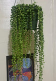 6 inch pot- String of Pearls #001 - Succulent hanging plant - Get Similar