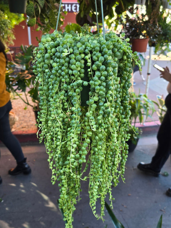 6 inch pot- String of Pearls - Succulent hanging plant Good quality, 6-10