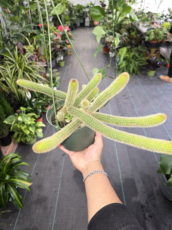 6 inch Pot - Monkey's Tail Cactus Cleistocactus Colademononis hanging pot - Get one similar as picture