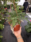 6 inch Pot - Davallia fejeensis 'Major' Fern hanging pot - get similar to the picture