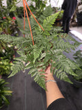 6 inch Pot - Davallia fejeensis 'Major' Fern hanging pot - get similar to the picture